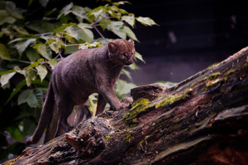 Wall Mural - American jaguarundi cat on a background of foliage is walking on a tree.