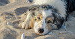 Portrait von einem nassen sandigen Hund, der mit abgelegten Kopf und schläfrigen Blick am Strand liegt