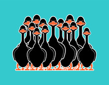Black Goose Flock Isolated Cartoon. Domestic Waterfowl Family. Vector Illustration