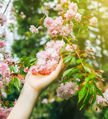 Hand holding blooming tree branch. Sakura blossom.  Spring mood. Relaxing time.