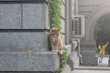 A Relaxed Cat  Is Sitting On The Wall