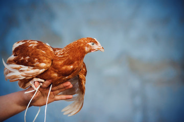 Domestic chicken with bright red plumage sits on the hand of a farmer on a blue background.