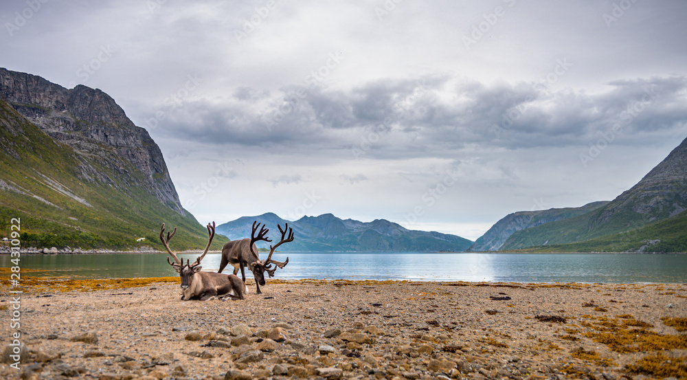 Reindeers on the mountains and sea background. Landscape of North Norway fjord with reindeers - obrazy, fototapety, plakaty 