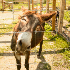 Wall Mural - Girl, donkeys, animals, farm, zoo, mule, travel, vacation, village, wild animals, herd of donkeys, feed animals, girl feed donkeys, child feed animals, little girl feed donkeys, tourism