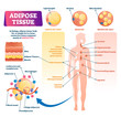 Adipose tissue vector illustration. Labeled medical body fat explain scheme
