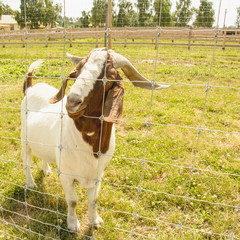 Wall Mural - Goat, gray goat, pack leader, horned goat, nature reserve, animals, herd of goats, animals, wildlife, omission, herbivores, herd of animals, large animal