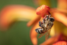 Bee Hangs From Orange Flower, Collecting Pollen, Close Up.
