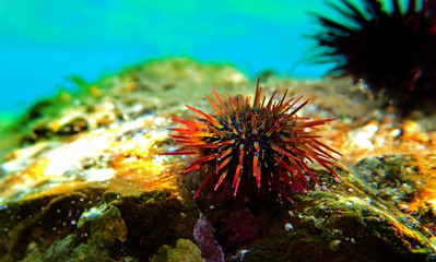 Wall Mural - Paracentrotus lividus - colorful Mediterranean sea urchin in underwater scene 