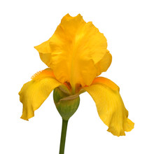 Beautiful Yellow Iris Flower Isolated On White Background. Easter. Summer. Spring. Flat Lay, Top View. Love. Valentine's Day