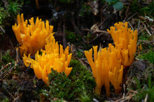 Yellow Jelly Mushroom Calocera Viscosa Growing In The Spruce Forest. Also Know As Yellow Stagshorn. Inedible Wild Mushroom, Natural Condition.