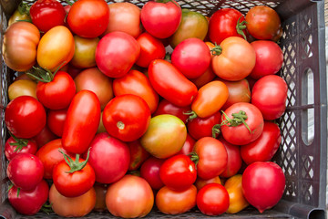 Wall Mural - Background of red  tomatoes in a box