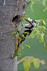 Poster - Blutspecht (Dendrocopos syriacus), Thrakien, Griechenland - Syrian woodpecker, Greece