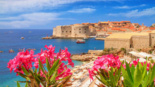 Coastal Summer Landscape - View Of The Blooming Oleander And The Old Town Of Dubrovnik With City Beach On The Adriatic Coast Of Croatia