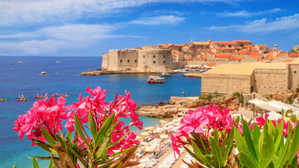 Coastal summer landscape - view of the blooming oleander and the Old Town of Dubrovnik with city beach on the Adriatic coast of Croatia