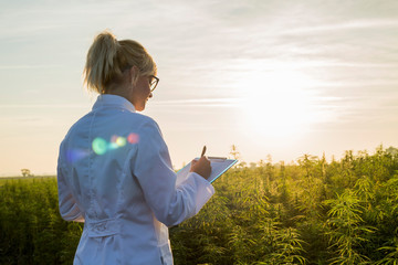 Wall Mural - Scientist observing CBD hemp plants on marijuana field and taking notes