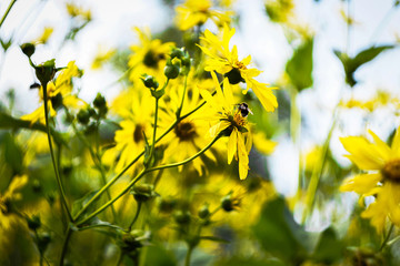 Wall Mural - yellow Jerusalem artichoke, green leaves and bumblebee on the flower