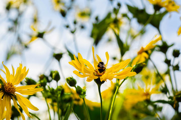 Wall Mural - yellow Jerusalem artichoke, green leaves and bumblebee