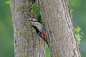 Poster - Blutspecht (Dendrocopos syriacus) - Syrian woodpecker