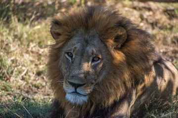 Sticker - africa, botswana, moremi game reserve. close-up of male lion. credit as: jones & shimlock / jaynes g