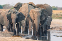 Botswana. Chobe National Park. Savuti. Harvey's Pan. Elephants Drinking At A Water Hole.