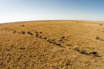 Wall Mural - Africa, Botswana, Chobe National Park, Aerial view of herd of running Wildebeest (Connochaetes taurinus) across grasslands in Savuti Marsh in Okavango Delta