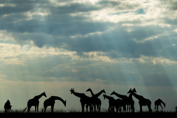 Sticker - Africa, Botswana, Chobe National Park, Silhouette of herd of Giraffes (Giraffa camelopardalis) feeding along Chobe River's banks