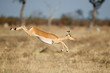 Africa, Botswana, Chobe National Park, Impala (Aepyceros Melampus) leaping over tall grass in Savuti Marsh in Okavango Delta