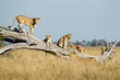 Africa, Botswana, Chobe National Park, Lioness(Panthera Leo) and cubs climbing on toppled dead acacia tree in Savuti Marsh