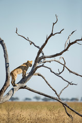 Canvas Print - Africa, Botswana, Chobe National Park, Lioness(Panthera Leo) climbing branches of toppled dead acacia tree while hunting in Savuti Marsh