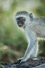 Wall Mural - Africa, Botswana, Moremi Game Reserve, Vervet Monkey (Chlorocebus pygerythrus) standing on tree trunk in forest along Khwai River