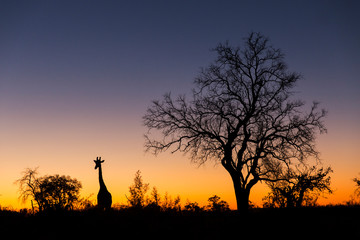 Sticker - Africa, Botswana, Chobe National Park, Silhouette of Giraffe (Giraffa camelopardalis) standing near acacia trees on Savuti Marsh at dusk