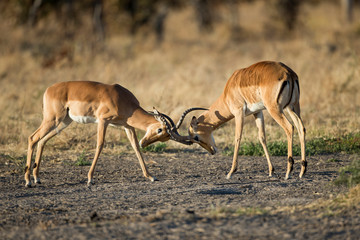 Canvas Print - Africa, Botswana, Chobe National Park, Adult male Impalas (Aepyceros Melampus) sparring for dominance in Savuti Marsh