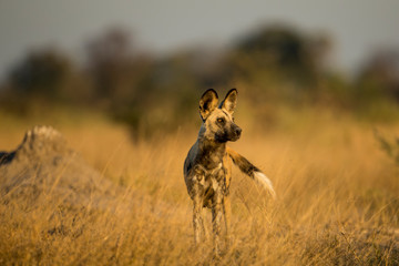 Sticker - Africa, Botswana, Moremi Game Reserve, African wild dog (Lycaon pictus) standing near den in tall grass in Okavango Delta at dusk