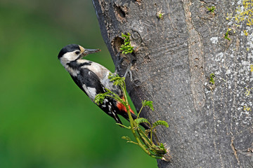 Poster - Blutspecht (Dendrocopos syriacus) am Nest, Thrakien, Griechenland - Syrian woodpecker, Greece