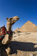 Camel in front of Cheops, The Great Pyramid and Khafre or Chephren.