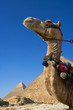 Camel in front of Cheops, The Great Pyramid and distant Khafre or Chephren, Giza, Egypt
