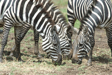 Wall Mural - Ethiopia: Arba Minch, Nech Sar National Park at the end of the dry season, Burchell's zebra (Equus burchelli)