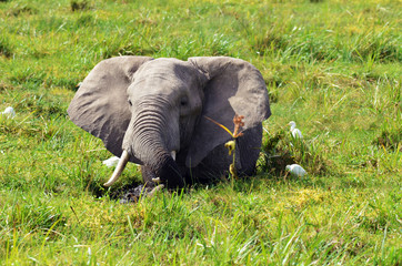 Kenya, Amboseli National Park, elephants in wet grassland in cloudy weather