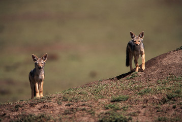 Wall Mural - Kenya, Maasai Mara National Reserve, Portrait of Black-Backed Jackal