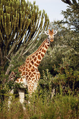 Wall Mural - Kenya, Lake Nakuru National Park, Rothschild Giraffe(Giraffa Camelopardalis Rothschildi)