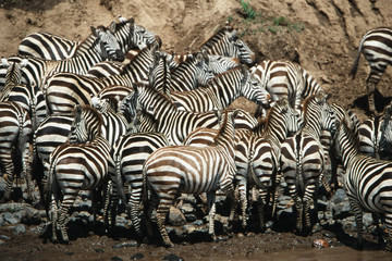 Wall Mural - Kenya, Maasai Mara National Reserve, Large group of Zebra near Mara River