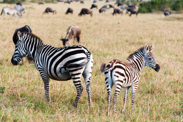 Wall Mural - Common zebra (Burchell's zebra) (Equus burchellii), Maasai Mara National Reserve, Kenya.