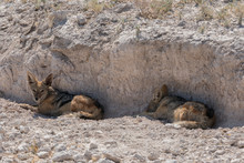 Black-backed Jackal, Canis Mesomelas, Rest In The Shade Of A Desert Wash Wall In Etosha National Park, Namibia.