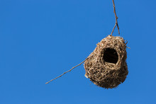Namibia. A Yellow Masked Weaver Nest Hangs On A Thin Branch.