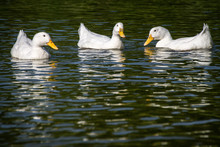 Three White Pekin Ducks, Also Known As Aylesbury Or Long Island Ducks Summing On A Lake