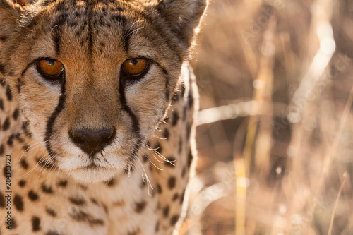 Cuadros en Lienzo Cheetah Conservation Fund, Namibia