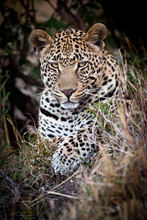 Londolozi Game Reserve, South Africa. Close-up Of Leopard Resting In A Tree.