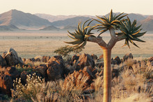 Namibia, Naukluft National Park, Quiver Tree, (Aloe, Kokerboom)