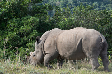 Wall Mural - South Africa, Eastern Cape, East London. Inkwenkwezi Game Reserve. White rhinoceros (Wild, Ceratotherium simum) Horns have been 'tipped' or cut off to discourage poachers.