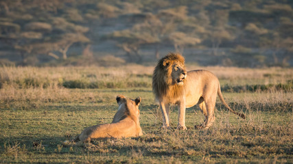 Africa, Tanzania, Ngorongoro Conservation Area. Male and female lions.